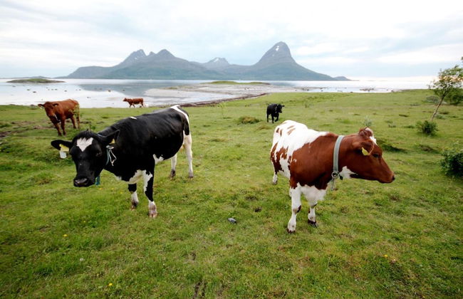 Topcamp Havblikk - Helgeland - Photo 55