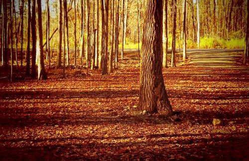 Cozy Three-Bedroom Cabin Near The Salmon River in Altmar, New York - Foto 25