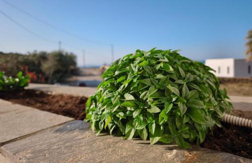 Ektoras House - Foto 15