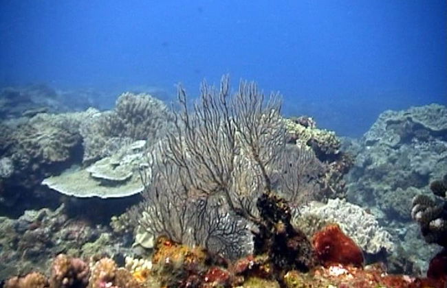 Coral Divers - Foto 17
