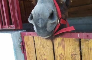 Quinta Souto Chão - Photo 36