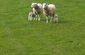 Ffyllon Fawr - Foto 25