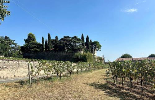 B&Bike la vetrata sui vigneti - Foto 45