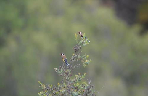Apartamentos Axarquia , Frigiliana, terraza privada con vistas a la montaña rio y al mar - Photo 11