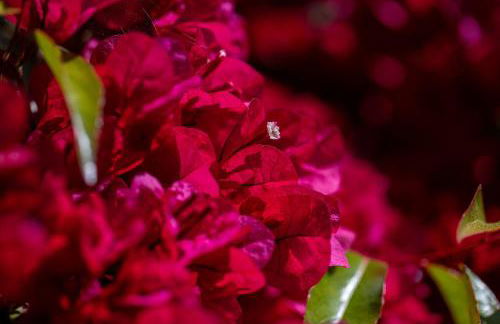 Newly remodeled home w pool & private back yard - Foto 25