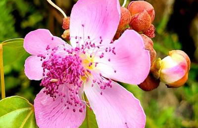 Unique Lava House by steaming crater - Photo 52