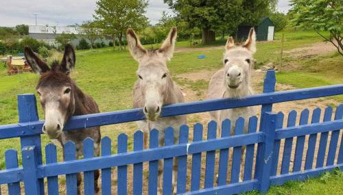 Ddol Cottage Traditional Coastal cottage nr Llangrannog & New Quay with Donkeys - Foto 5, Garden