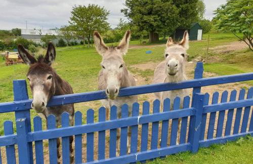 Ddol Cottage Traditional Coastal cottage nr Llangrannog & New Quay with Donkeys - Photo 5