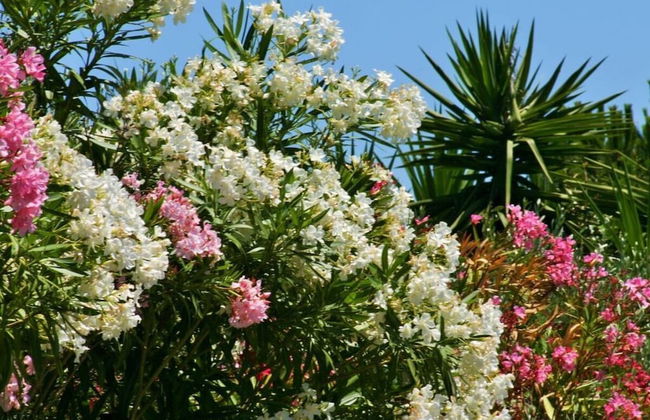 Prat-bourdin no. 18 Hameau des Claudins - Foto 15