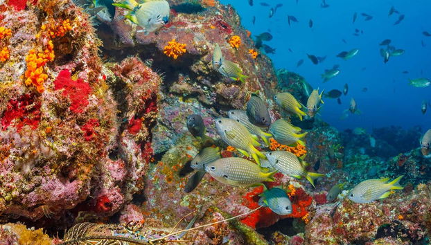 Snorkeling Tour in Mindelo - Foto 3