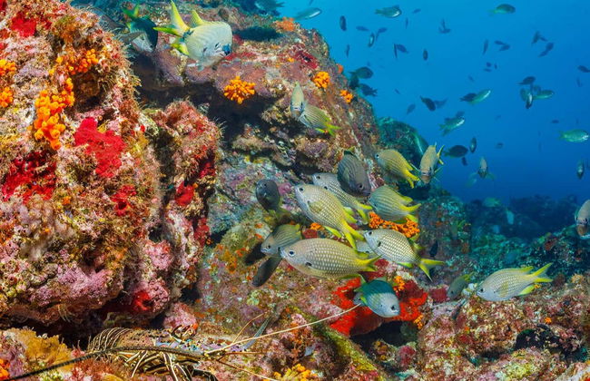 Snorkeling Tour in Mindelo - Foto 3