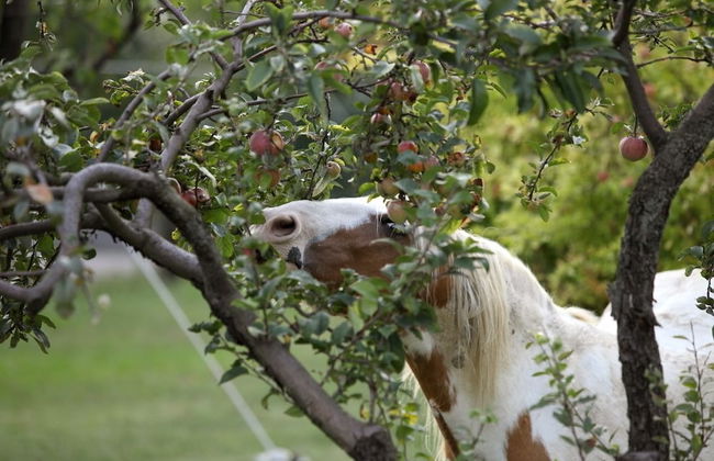 Locanda dei Cinque Cerri - Foto 37