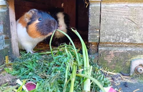 Ferienhof Landfrieden - Foto 20