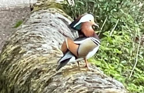 The Corner House - Foto 36