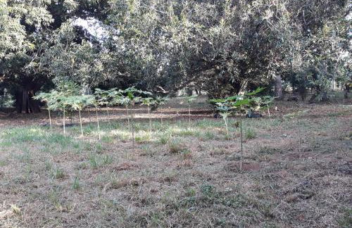 Chalé Veredas e Buritis - Foto 54