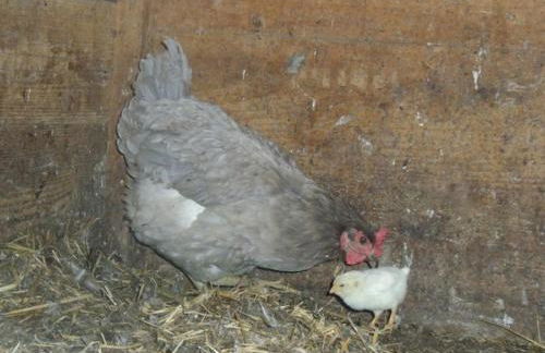 Granerhof Ferien - Foto 15