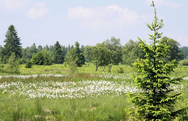 Beautiful Chalet Near the Forest in Malmedy - Foto 35