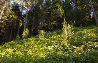 Saltwater Hot Tub, Forest Retreat, Minutes to Town - Foto 43