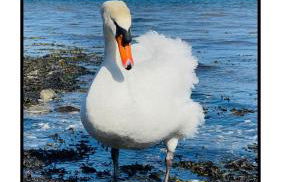 Swan Cove Apartment Gourock - Foto 25