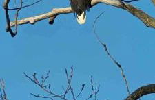 View Nauvoo and the Mighty Mississippi / Sidon - Foto 46