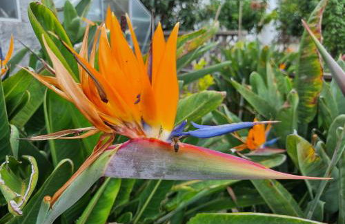 Casa Vreneli, Meerblick, Sauzal - Foto 24