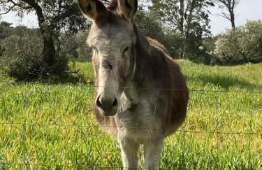 Agriturismo Is Conchisceddas - Foto 56