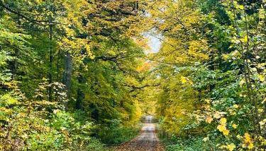 Holla die Waldfee - Foto 3