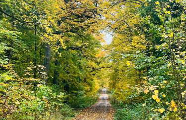 Holla die Waldfee - Foto 3