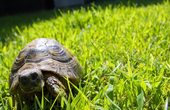 A Casa tua Ostia Antica - Photo 13