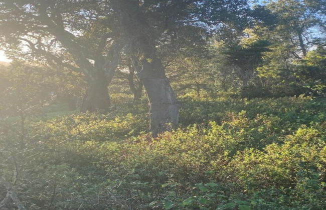 Quiet & Cottage in Estate Casas da Cerca near Troviscais - Foto 22