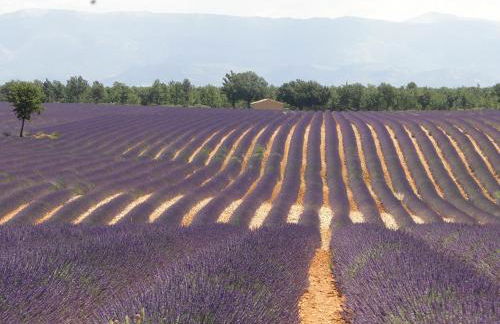 le lavandin - Foto 29