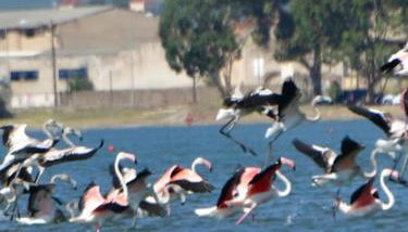 House with sea breeze-Anemelia - Foto 4