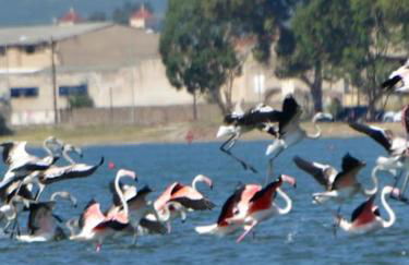 House with sea breeze-Anemelia - Photo 4