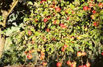 Forsthof Niendorf - Foto 63