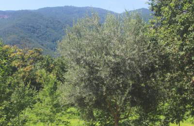 Gerês - Aldeia Turística de Louredo - Foto 72