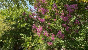 La chanvrière - Photo 5