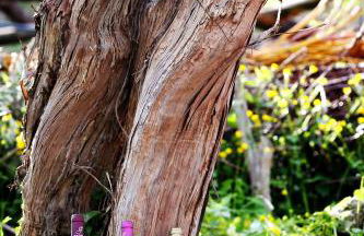 Agriturismo Il Raduno - Foto 29