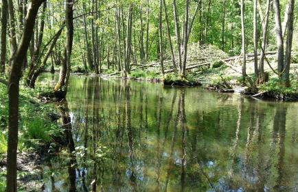 Agroturystyka Pod Klonem - Foto 70