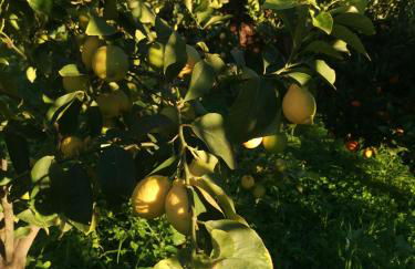 La Fattoria Dei Nonni - Foto 43