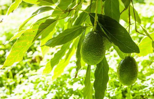 Agroturisme Can Planells - Foto 15