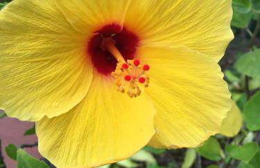 Puu Poa Ocean Bluff Condo, Incredible Views, Walk to Beaches, Pool & Tennis - Foto 15