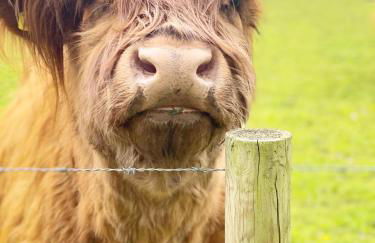 Honeywood Farm Cabins - Foto 18