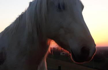 la Roulotte du Cos - Foto 16