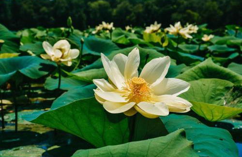 Rustic Chic Alabama Cabin w Loft Fire Pit Pet Friendly Fenced Yard Lake Guntersville - Lucky Lodge - Foto 69