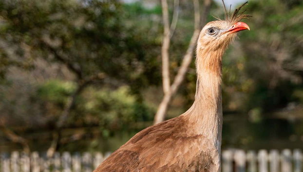 Oiseaux autour de la rivière Mimoso