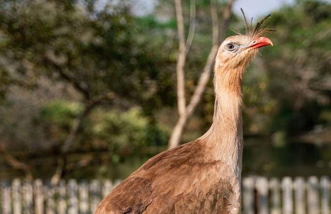 Randonnée aux cascades de la rivière Mimoso - Foto 5