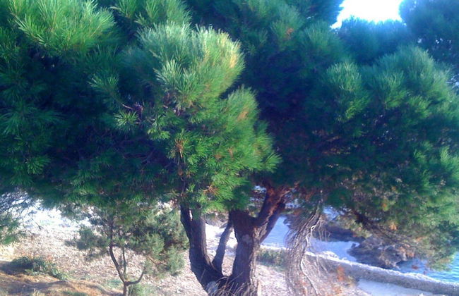 Apartments Villa Pelegrin - Foto 39