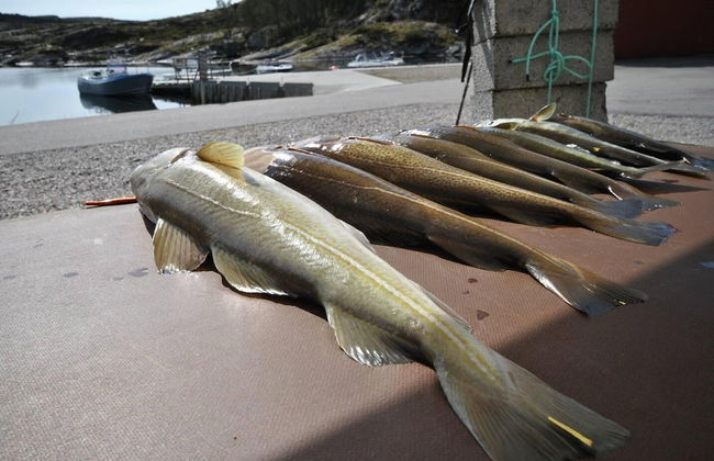 Remarkable 2-bed Apartment in Steinsland - Foto 9