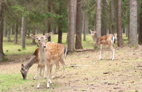 Ferienwohnung Rotes Haus - Foto 23