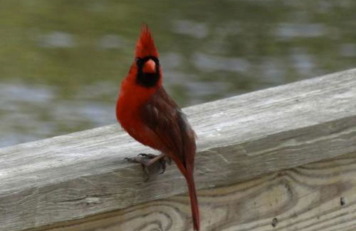 Rustic Cabin Rental Located in St. Marks Wildlife Refuge, Florida - Foto 22